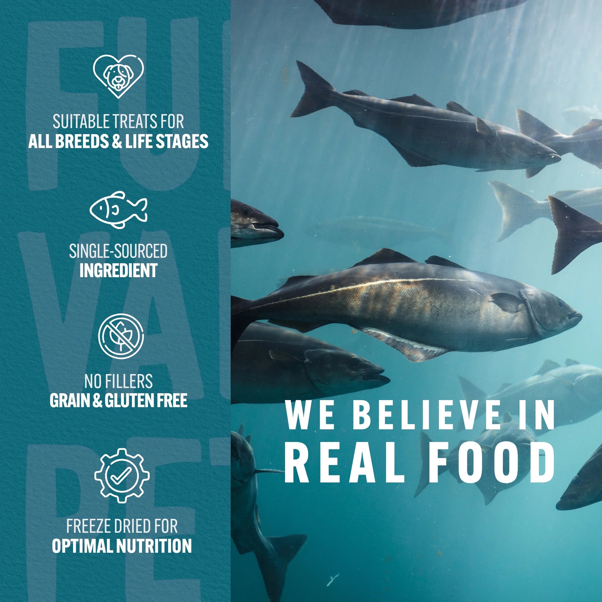 Co. Freeze Dried Raw Salmon Treats & Topper for Dogs and Cats - 1 Oz.